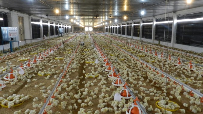 Mô hình trang trại nuôi gà thả vườn đạt hiệu quả cao
