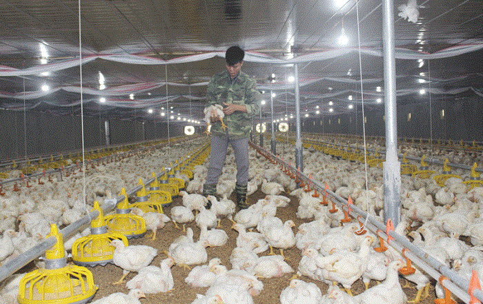 Mô hình nuôi gà công nghiệp đẻ trứng hiệu quả  Niên Giám Nông Nghiệp